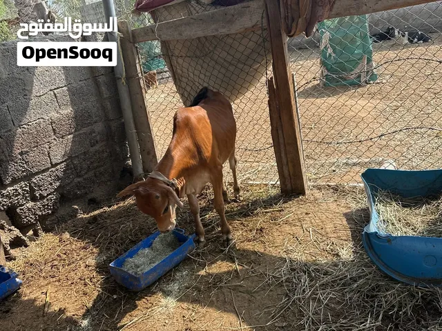 عجل عماني سميين ماشاء الله رويان حليب
