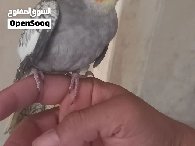 ببغاء كوكتيل  اليف عمر 9 شهور