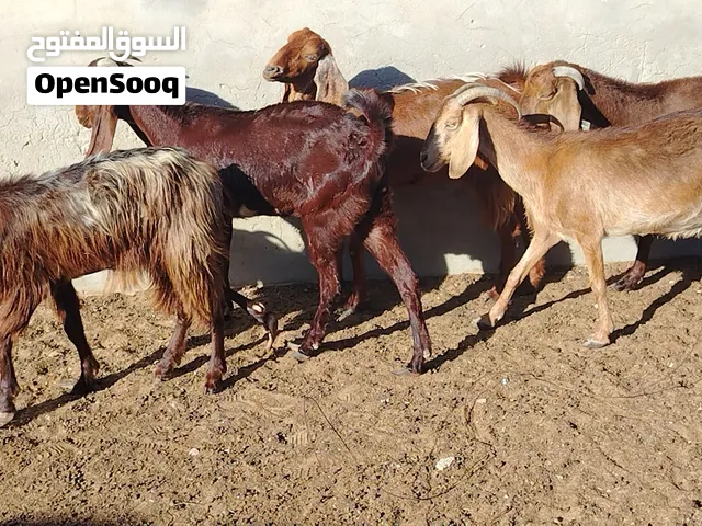 5معزات ربي يبارك لعشورية بنصيب سنهم زوز رباع وزوز سداس ووحدة جامعة مكانهم صبراتة يوجد توصيل حسب المك
