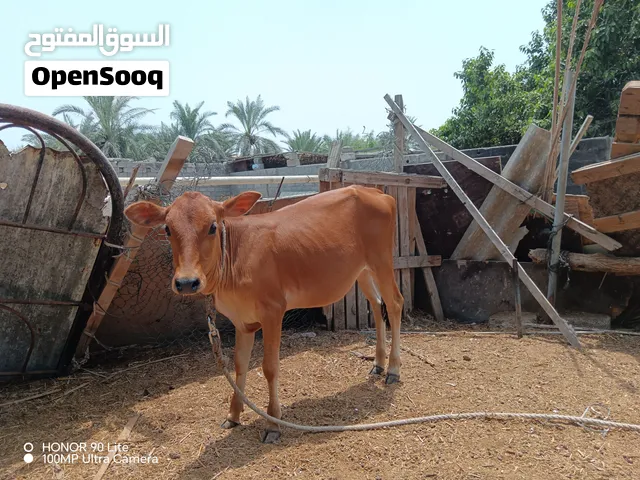 عجله تهجين جيرسي باكستاني سلاله حليب