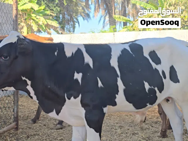 اوفر عجال للبيع بجميع الأنواع