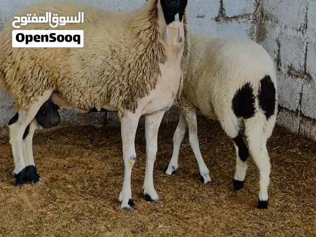 نعجه وطنيه سن اول جمع تحتها حوليه سعر 3500