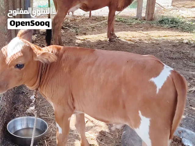 بقره للبيع