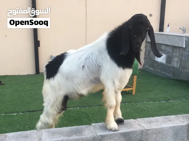 تيس باكستاني اصل