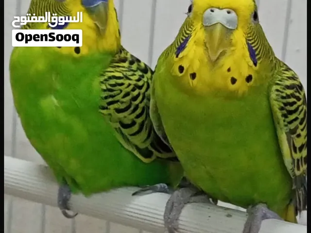 للبيع الطيور مع قفص مع بوكس 10 دينار