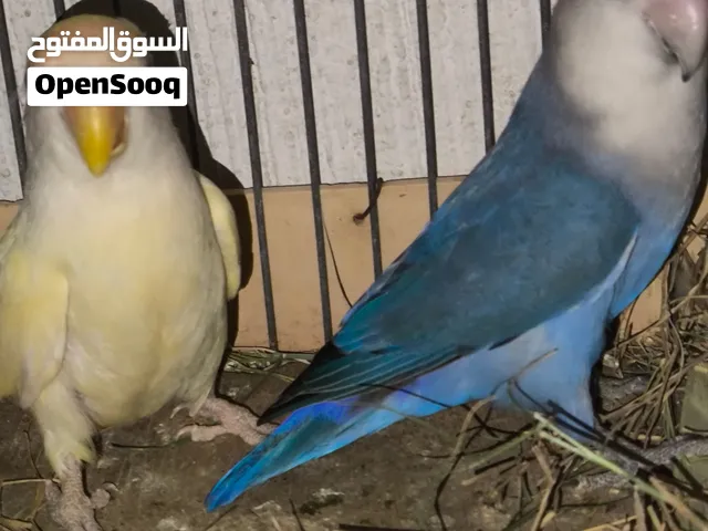 كوبيه بركديلو 300وساهل +معنديش توصيل