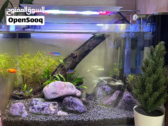 2 حوت من نوع النيون تيترا