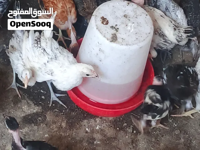 دجاج. عرب لبيع