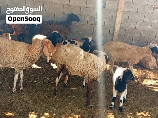 اغنام جميع اصناف واعمار