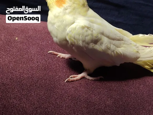 كروان او كوكتيل ذكر اليف