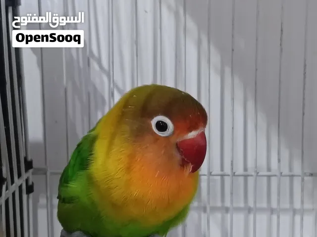 Fischer love bird