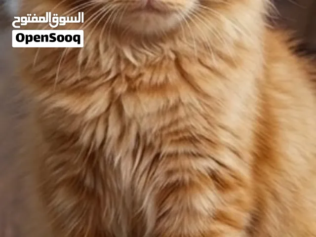 قط شيرازي برتقالي