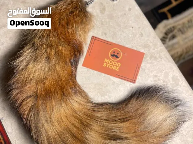 للبيع فرو و ميداليات ذيل حصيني محنط