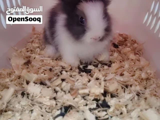 أرنب لطيف جدا