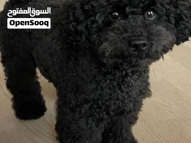 كلب بودل العمر 4 شهور