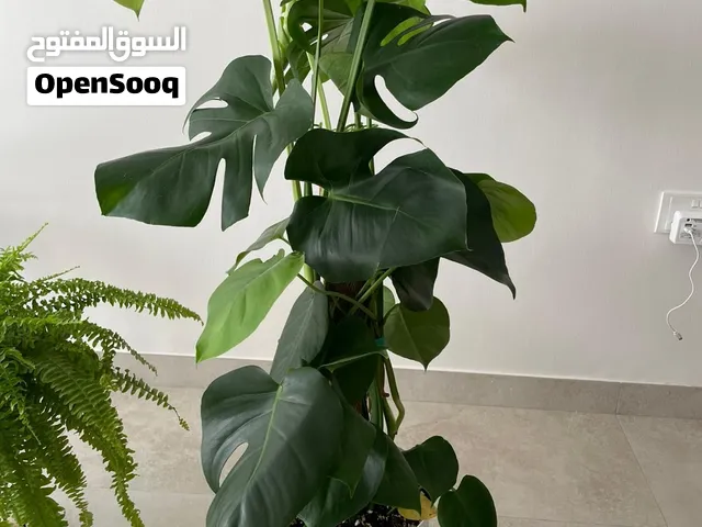 Monsterah Plant