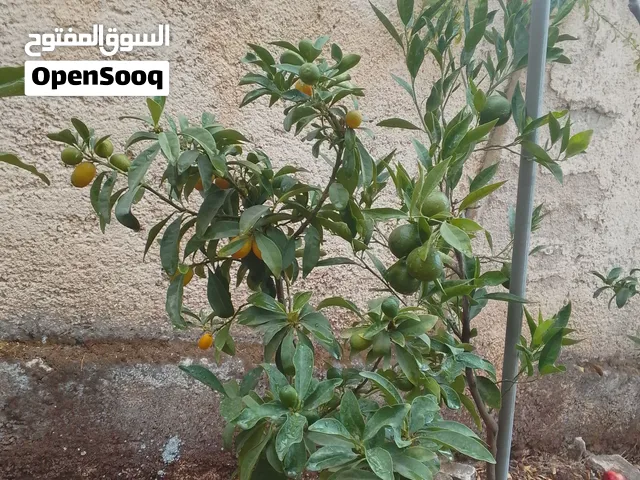 مشتل اشجار بسعر مغري