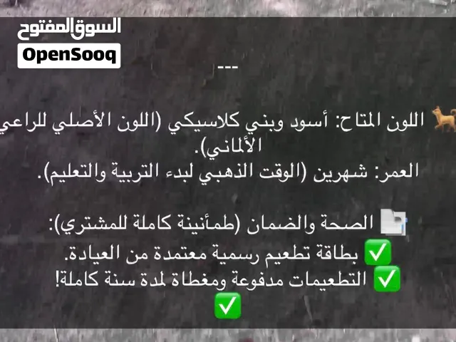 جرمن شبر أنثى