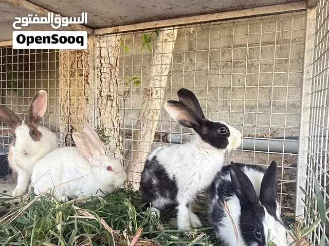 للبيع ارانب تابع الوصف