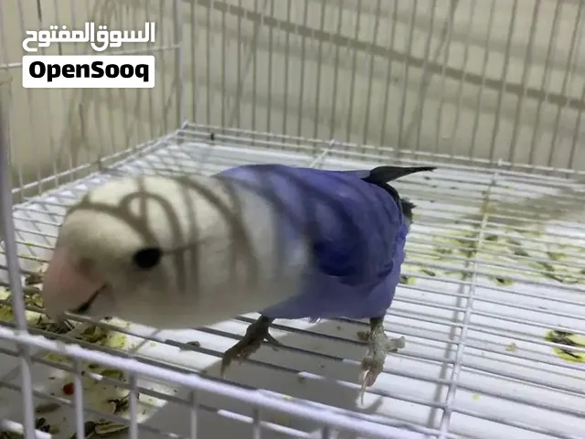 زوج روز منتج شرط