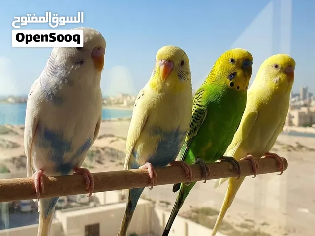 2 Pairs of Budgies for Sale!