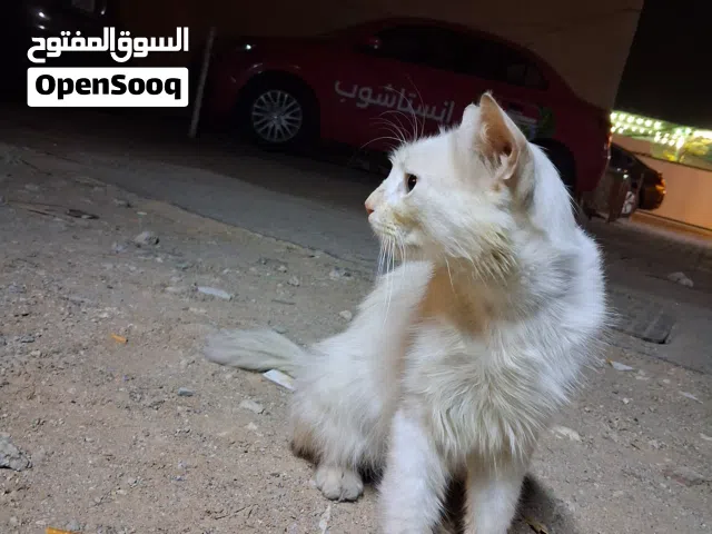 Mix cat white