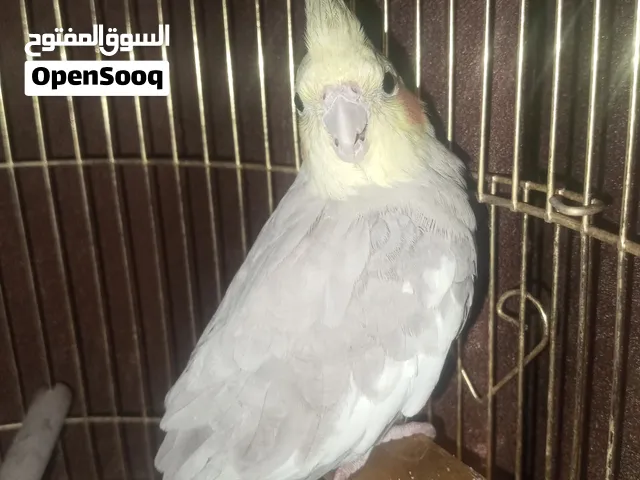 طائر الكوكتيل لون سكني