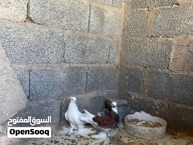 سلام عليكم  كوبيه شقلاباز كوبيه مصوقره تو على دحي  ربي يبارك في رزاق لجميع