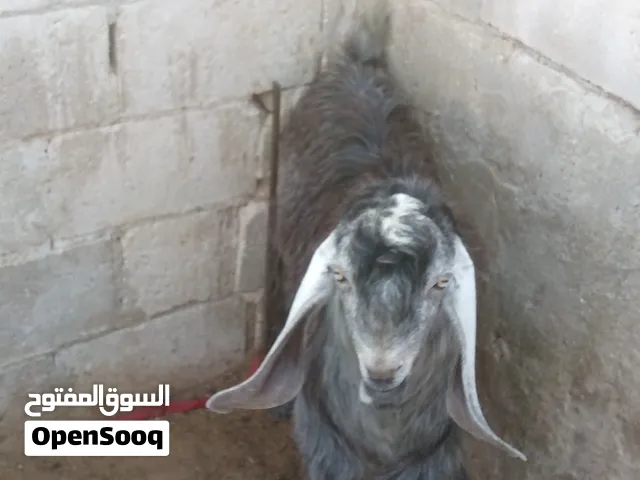 جدي قايم حول 35