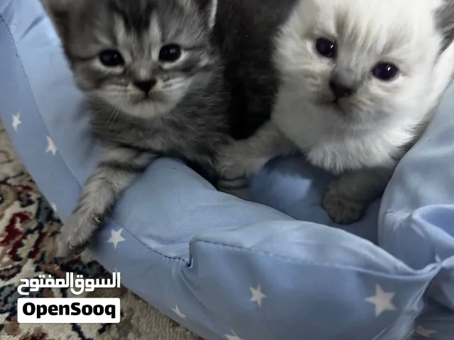 قطط مكس