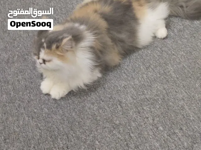 Cat with Cage , food,etc