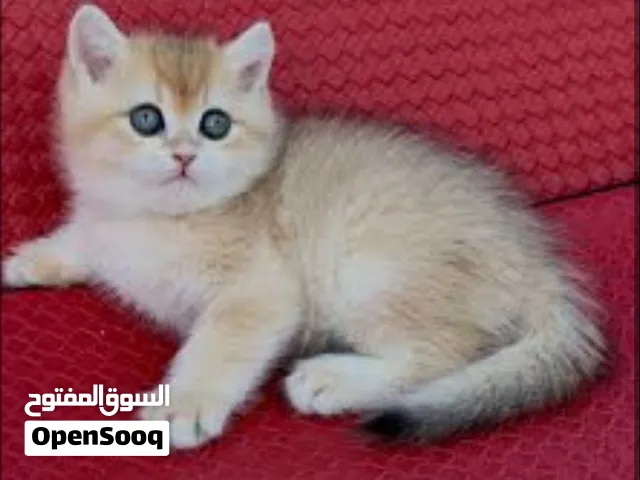 برتش شورت هير بلو قولدن ( نادر )