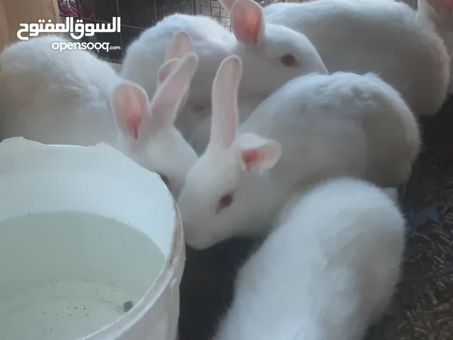 ارانب بلديه وفرنسيه اصلي الحجم العادي مش جامبو من عمر 5 شهور ولغاية عمر 10 شهور للبيع بسعر مغري جدا