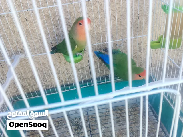 جوز روز مع بيت وقفص جديد