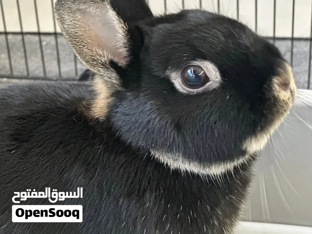 الأرنب القزم أنثى منتجة