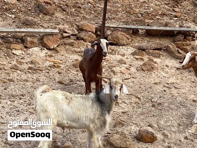 كبشين وتيس