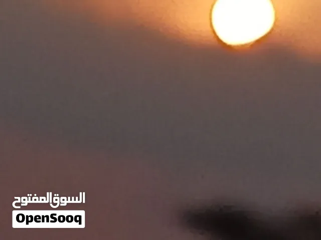 للبيع ثور عماني تربية عمره سنتين وثلاث شهور