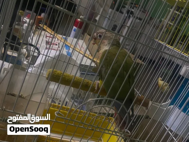 طير كنيور معى كرت تحليل