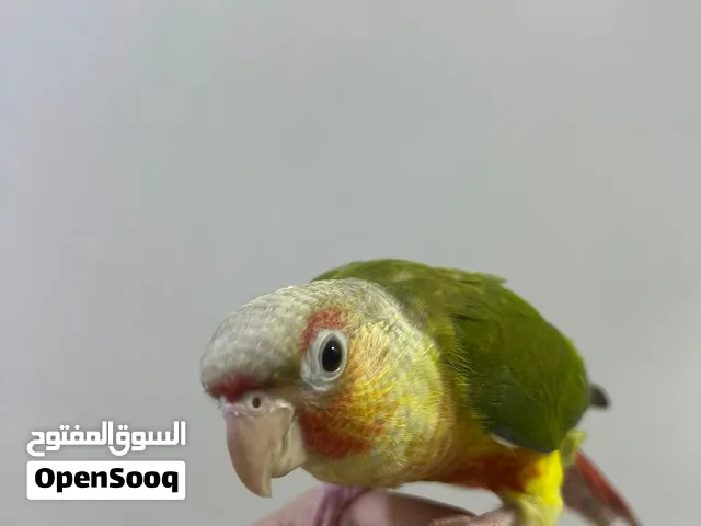 كنيور انناس اليف طينه ولعوب بطن حمره ووجه احمر