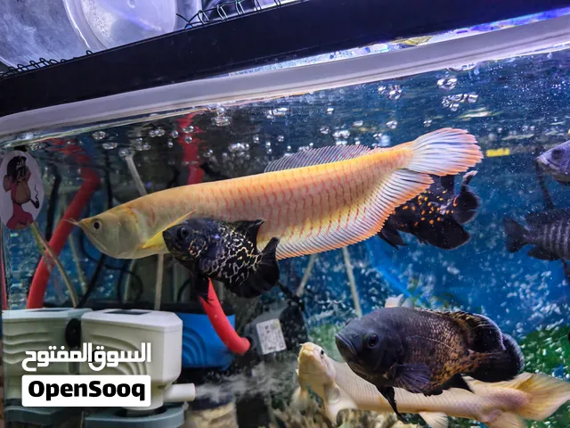 اروانا البينو