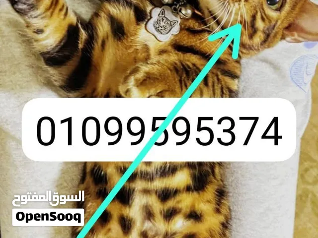 القط البنغالى النادر