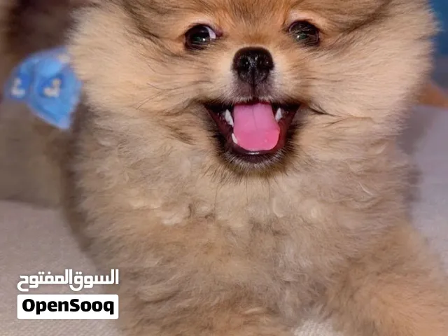 Pomeranian