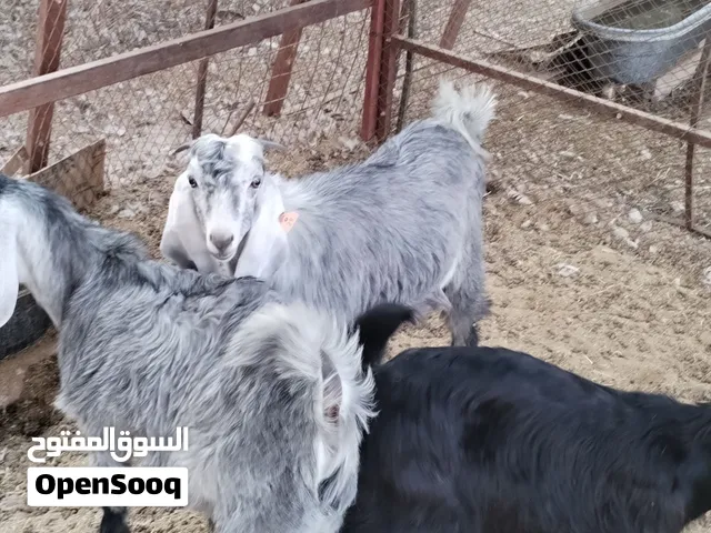 طليان وتيوس للبيع الجله طريق الدحوه