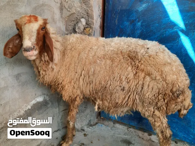 نعجات للبيع