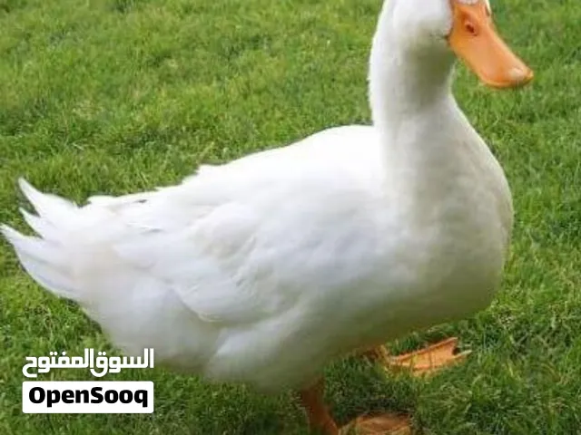 بطه بصحه ممتازه
