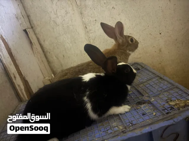 انثايتين بلدي الصحه ممتازة الاثنتين شغالات  وزن كل وحده اثنين كيلو وشوي