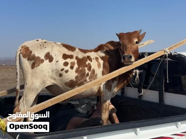 للبيع عجل مطعوم وماشاءالله عليه سمين