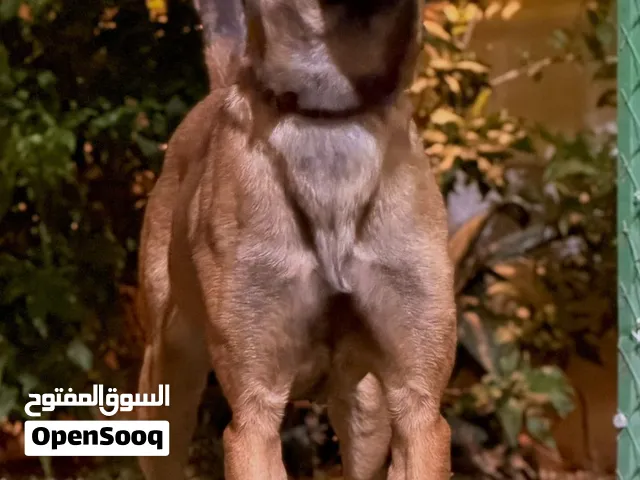 كلب مالينو انثي مستوي قوي