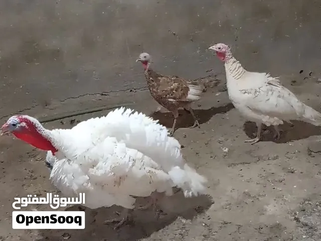 طقم حبش شغال