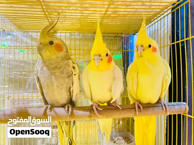طيور زينة متنوعة